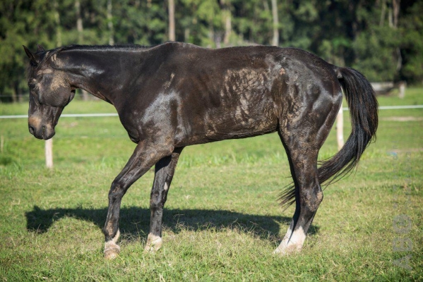 Horse_with_Laminitis