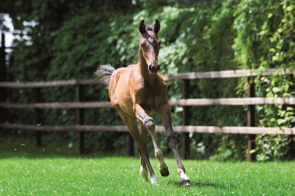 foal-pellet-for-growing-foals