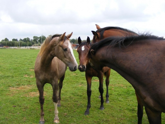 growing-foal-feeding-advice-young-horses