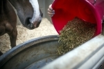The-basic-feeding-requirements-for-your-horse